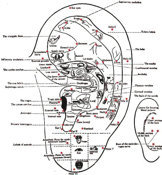 Ear Acupuncture chart