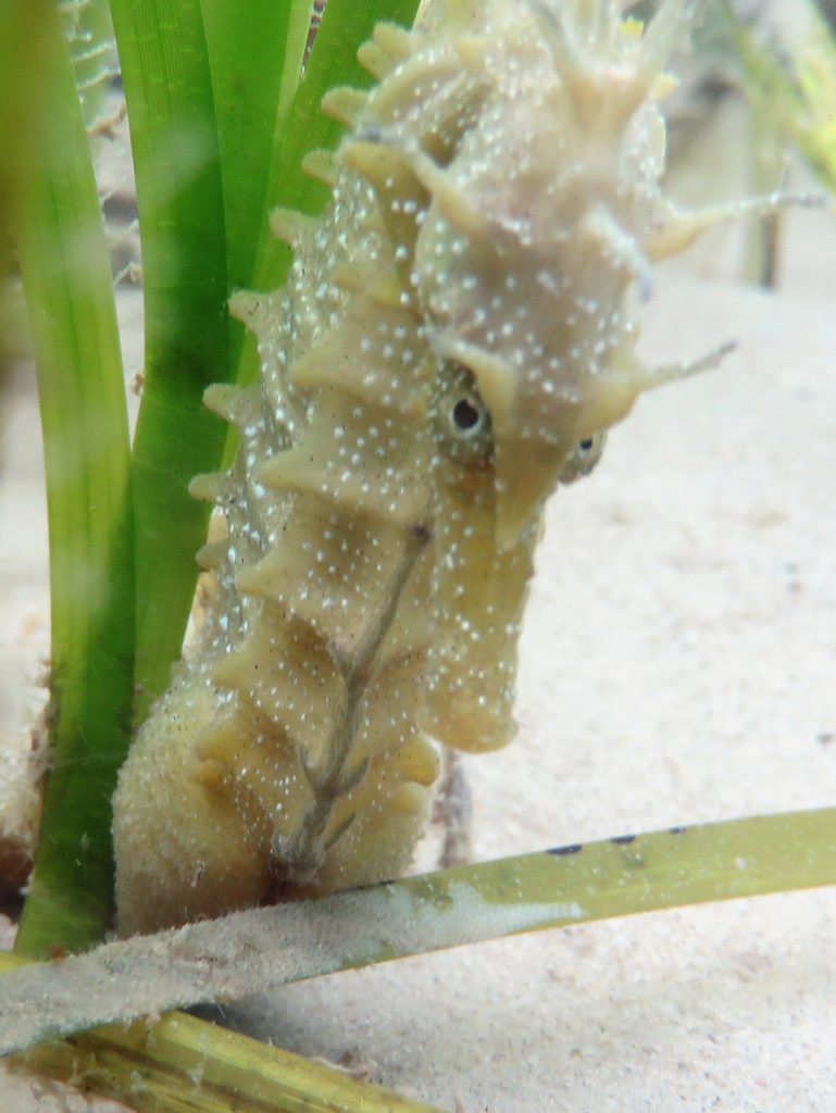 Spiny Seahorse