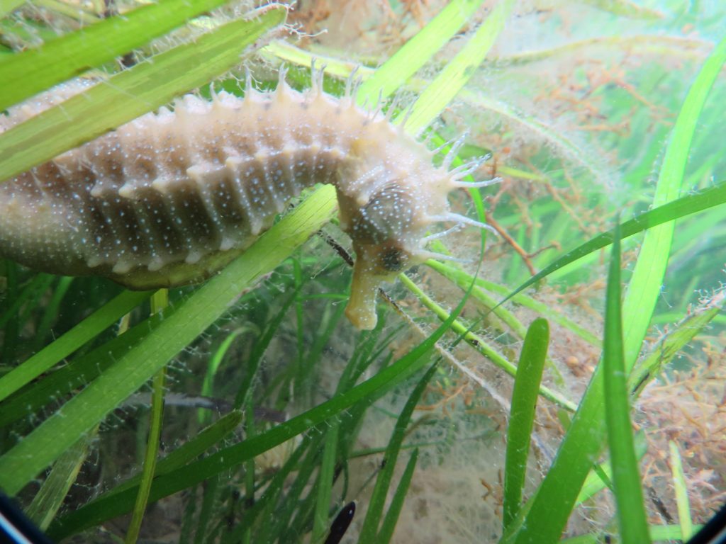 Seahorse 3