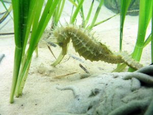 Seahorse 4