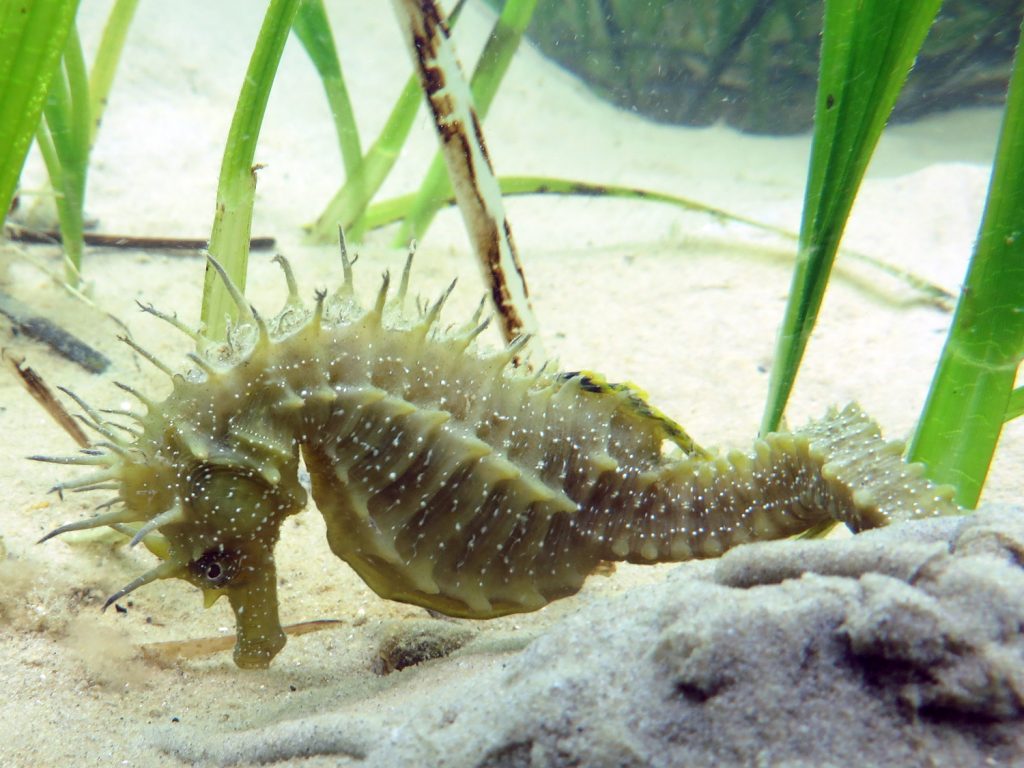 Seahorse 2
